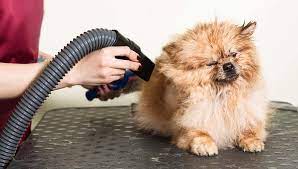 Professional Grooming Results at Home: The Dog Grooming Dryer Advantage post thumbnail image