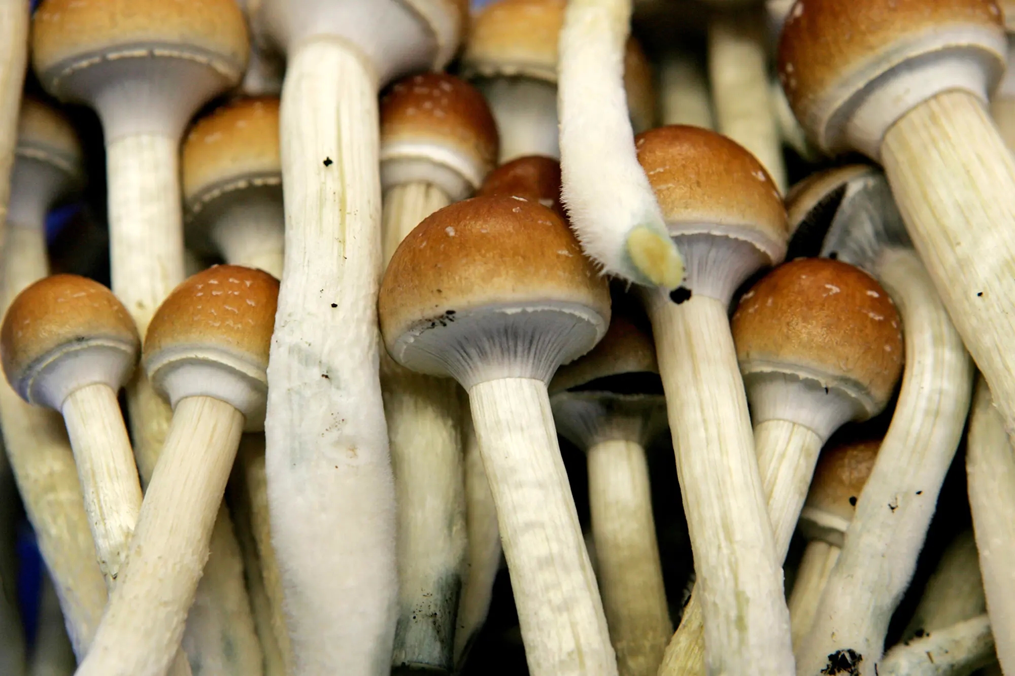 Shroom Seekers Unite: DC’s Leading Useful resource to purchase Psychedelic Fresh mushrooms post thumbnail image