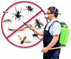 Choosing the Right Pest Control Company: What to Look For post thumbnail image