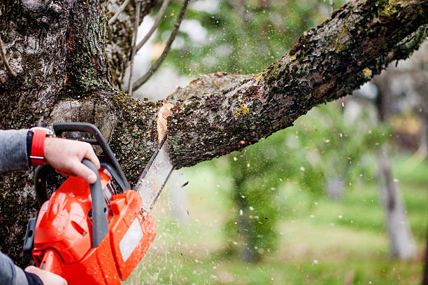 Managing Plant Felling in Halmstad: Sustainable Procedures and Recommendations post thumbnail image