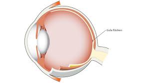 Unveiling the Retina’s Treasure: The Macula and Vision Clarity post thumbnail image