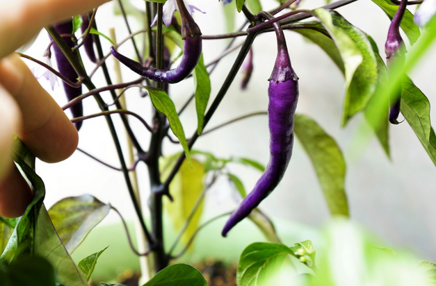 The Scoville Scale: Measuring the Heat of Purple Cayenne Pepper post thumbnail image