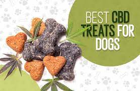 CBD Dog Treats for Anxiety Relief: Your Dog’s Best Friend post thumbnail image
