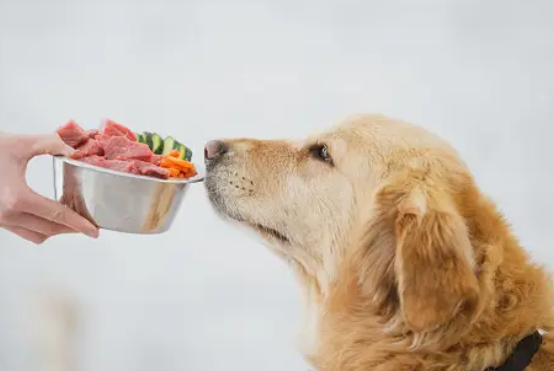 Feeding Fido Right: Choosing the Best Raw Dog Food Options post thumbnail image