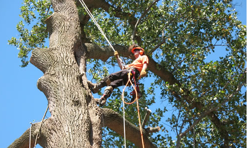 Seasoned Tree Services in Richmond, VA: Your Trusted Partners post thumbnail image