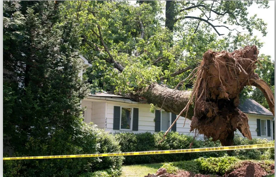 Storm-Ready Trees: Emergency Tree Service in Richmond, VA post thumbnail image