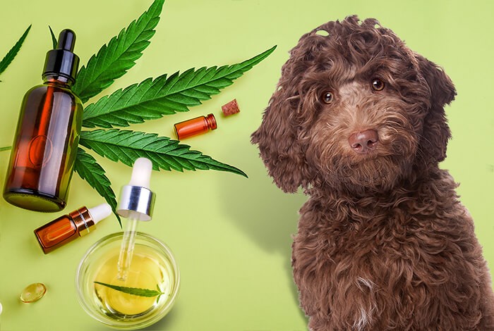Biscuits with Benefits: The Growing Popularity of CBD Dog Treats post thumbnail image