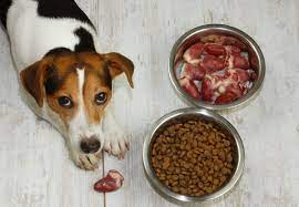 Ideal Canine Health: Unpacking the Raw Dog Food Diet post thumbnail image