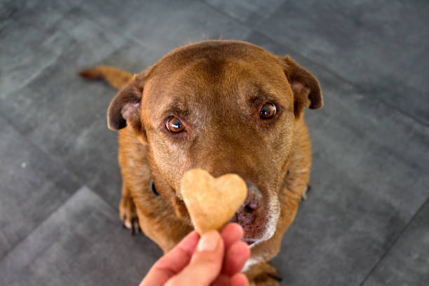 Domesticated Delight: Unleashing Premiere In-Home Dog Training for Happy Homes post thumbnail image