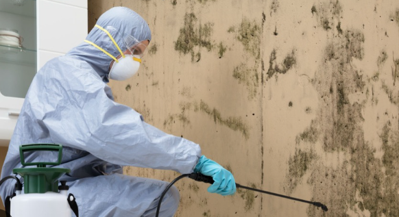 Mastering Mold Removal Lead Generation: Expert Tips and Tricks post thumbnail image