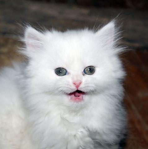 Whisker Wonderland: Kittens for Sale in Your Local Area post thumbnail image